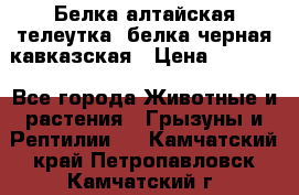 Белка алтайская телеутка, белка черная кавказская › Цена ­ 5 000 - Все города Животные и растения » Грызуны и Рептилии   . Камчатский край,Петропавловск-Камчатский г.